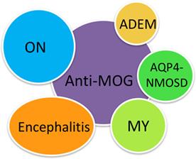 MOG-IgG-Associated Optic Neuritis, Encephalitis, and Myelitis: Lessons Learned From Neuromyelitis Optica Spectrum Disorder